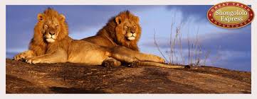 Lion in Kruger National Park, South Africa