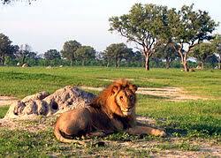 Botswana Safari