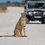 Botswana Safari