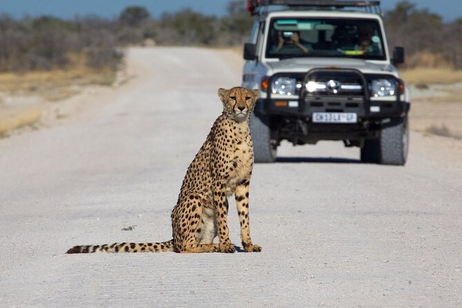 Botswana Safari