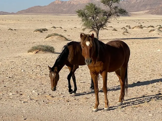 Wild Horses of the Namib Desert