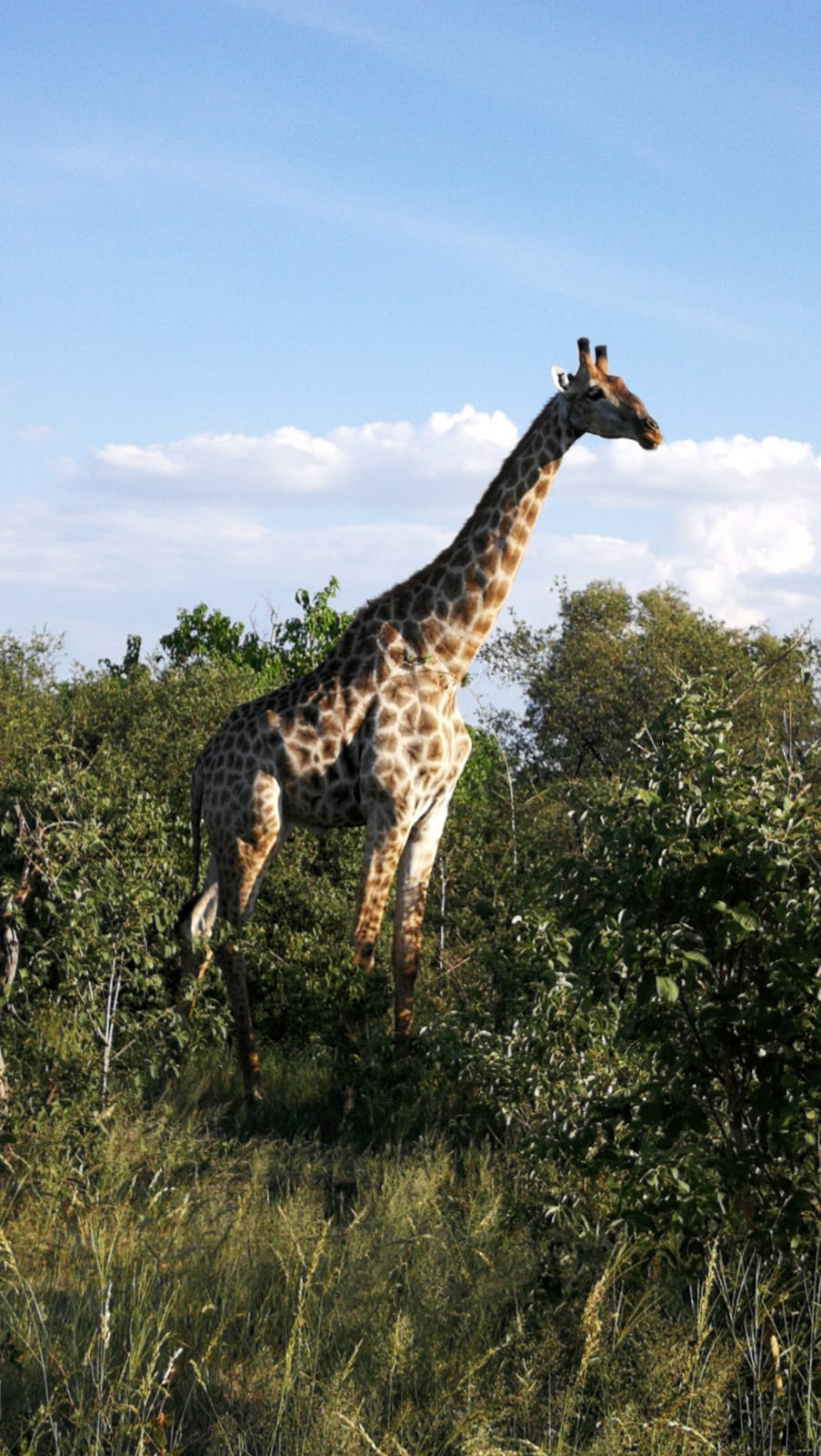 Savuti Girafe - Trains & Safaris