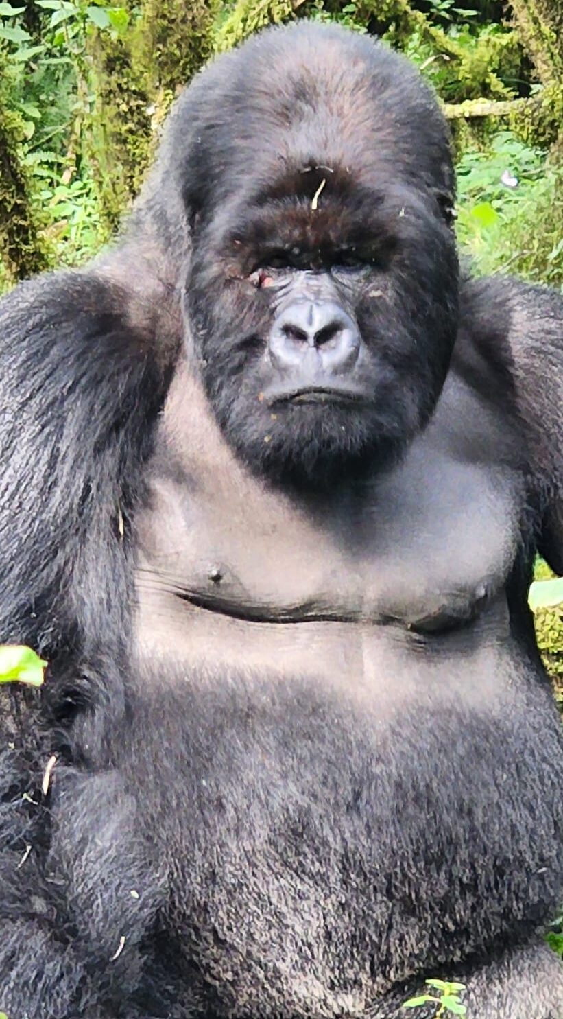 Rwanda Gorilla Safari