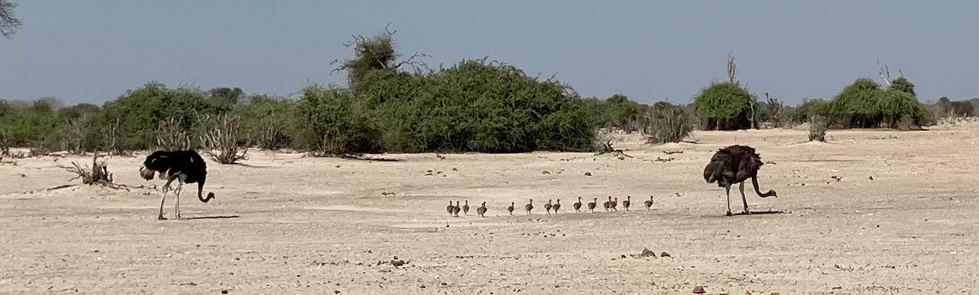 Belmond Safari