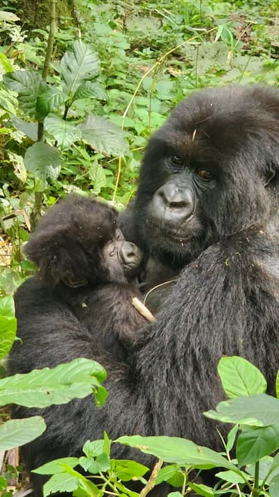 Rwanda Gorilla Trekking with baby gorilla